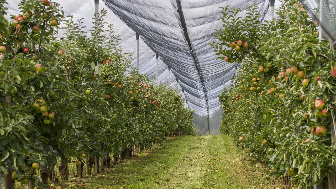 Mit Netzen geschützte Obstbauanlage